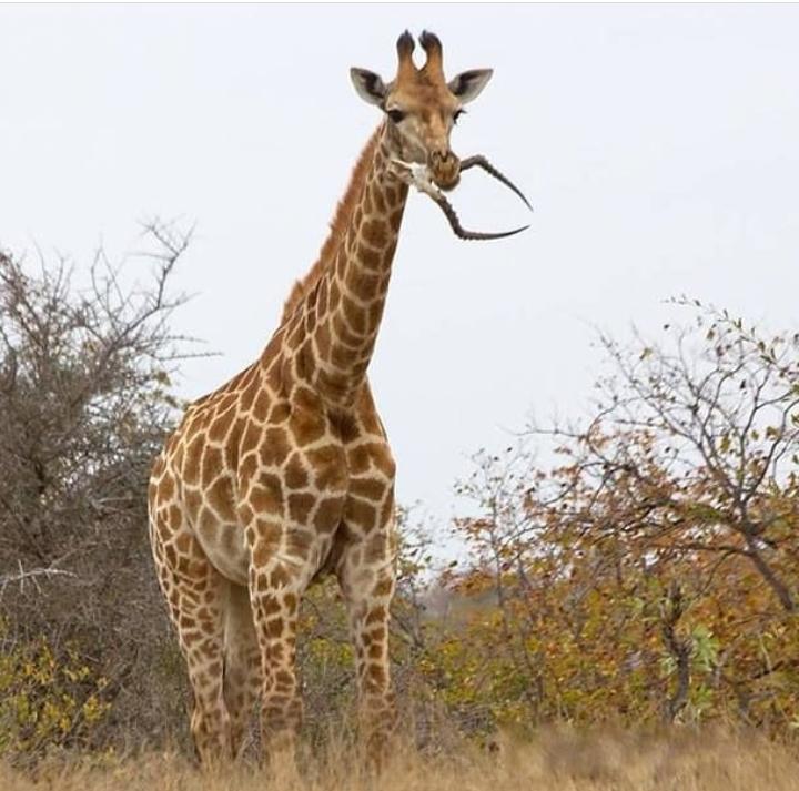 Nav nekas neparasts ja žirafes... Autors: The Diāna 20 fakti, kuri tevi pārsteigs