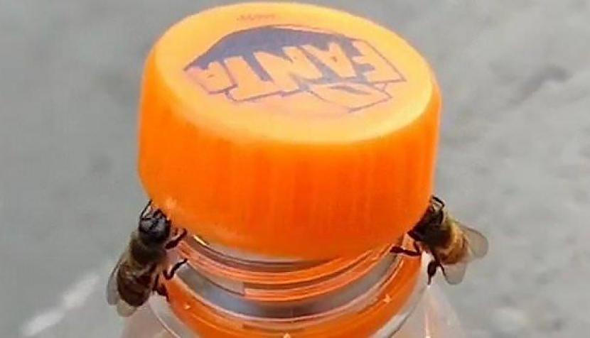 Scaronis ir vēl viens... Autors: matilde Noskaties, kā bites strādā kopā, lai atskrūvētu pudelei korķīti
