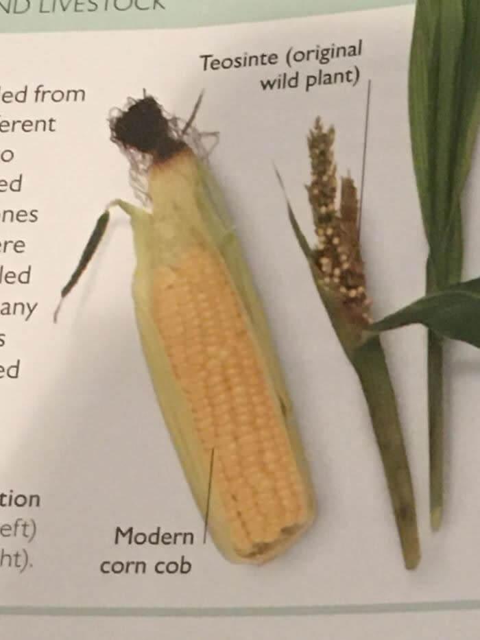 Kādreiz kukurūza bija tāda bet... Autors: Lestets 25 salīdzinājumi, kas atklāj lietu patieso būtību