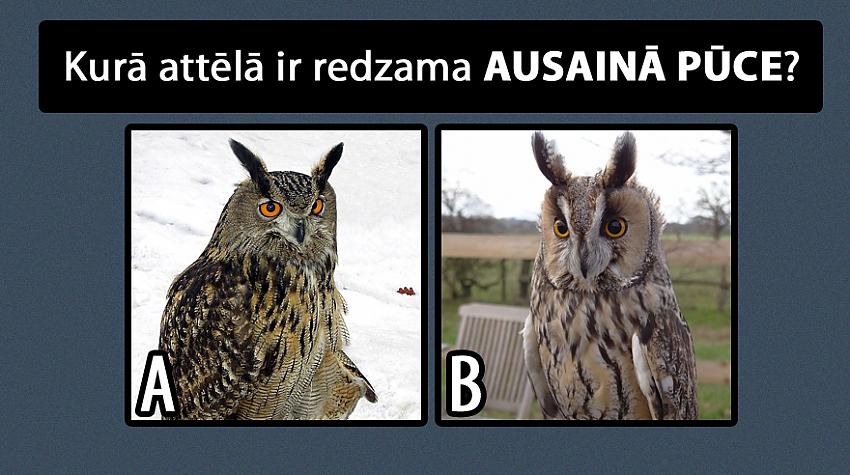 Tests: Vai zini, kā izskatās vismaz 15 Latvijā sastopami putni?