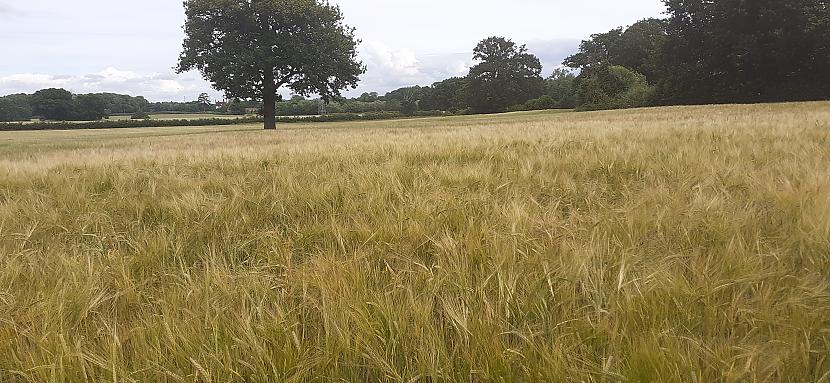 Agri sēta labība drīz jau būs... Autors: Griffith Jūlijs laukos, Malvern UK.