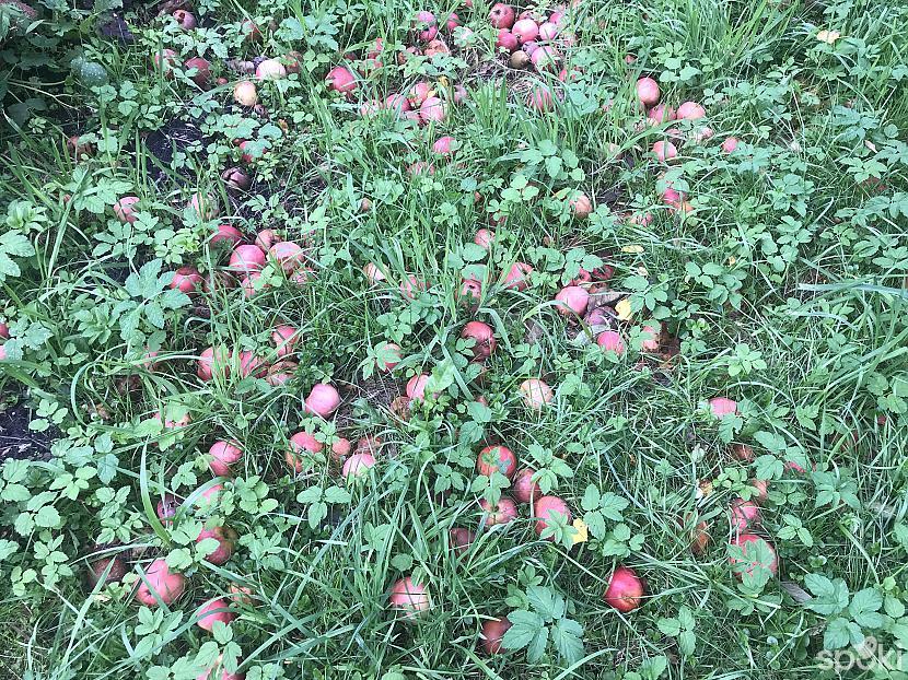 Gardi pascaronmāju āboli iet... Autors: ezkins Klejojumi, braucieni, iespaidi...