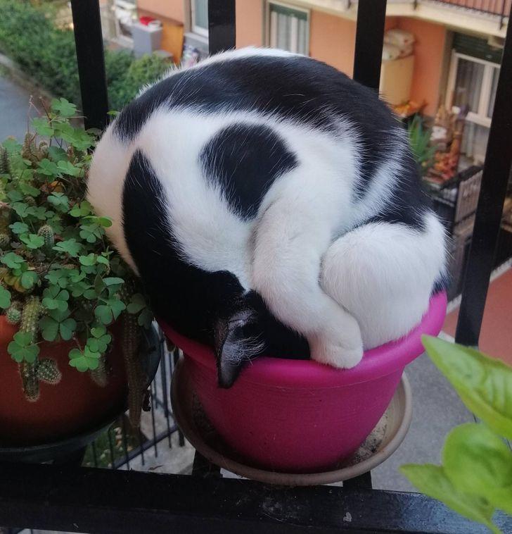 Jā kaķis aizmiga tiescaroni... Autors: Lestets 20 reizes, kad mājdzīvnieku uzvedība lika pasmaidīt