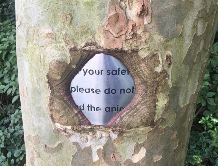 Scaronis koks ir apēdis zīmi... Autors: Lestets 20 dīvaini atradumi, kas tevi pārsteigs