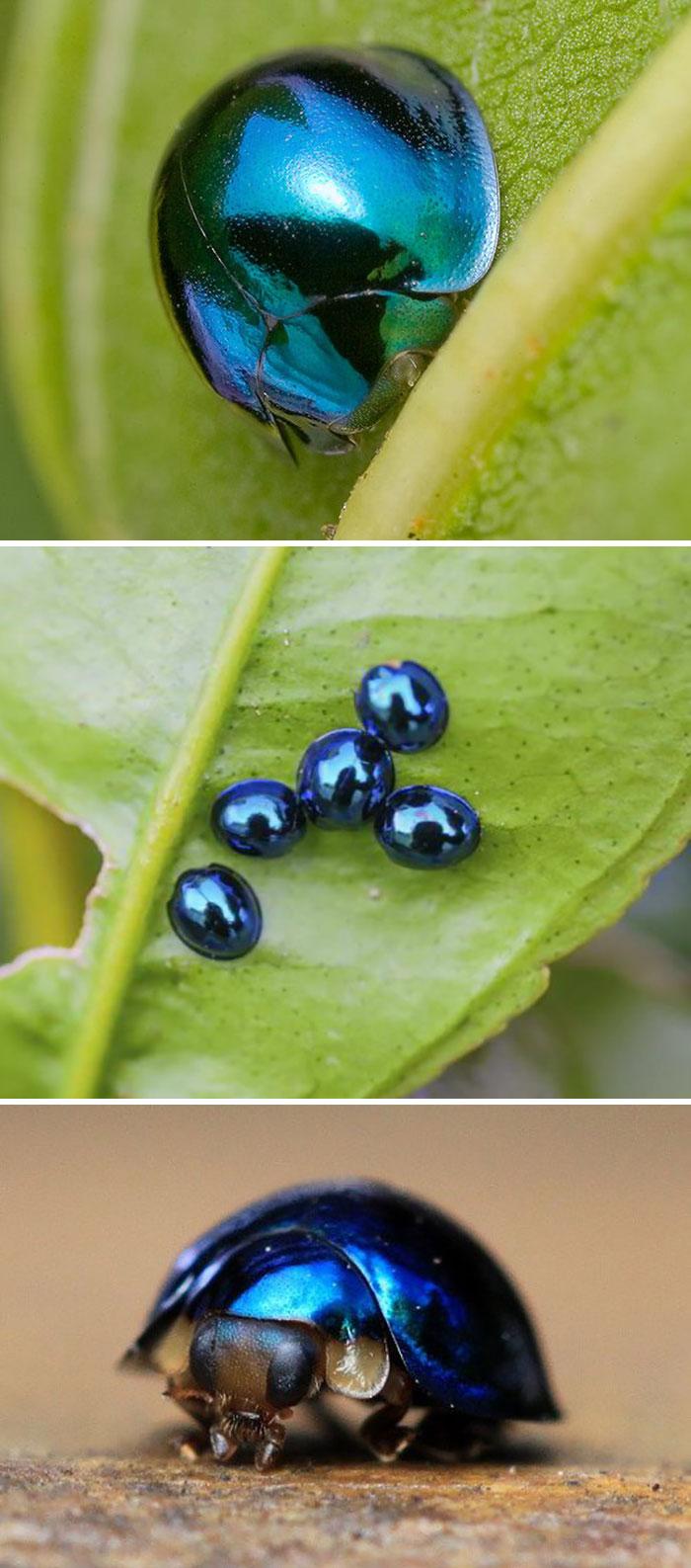 Halmus chalybeus  mārīscaronu... Autors: Zibenzellis69 15 neparasti kukaiņi, kurus daba radījusi ar īpašu entuziasmu