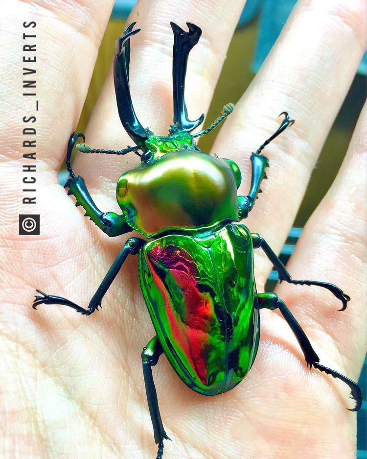Varavīksnes brieža vabole Autors: Zibenzellis69 15 neparasti kukaiņi, kurus daba radījusi ar īpašu entuziasmu