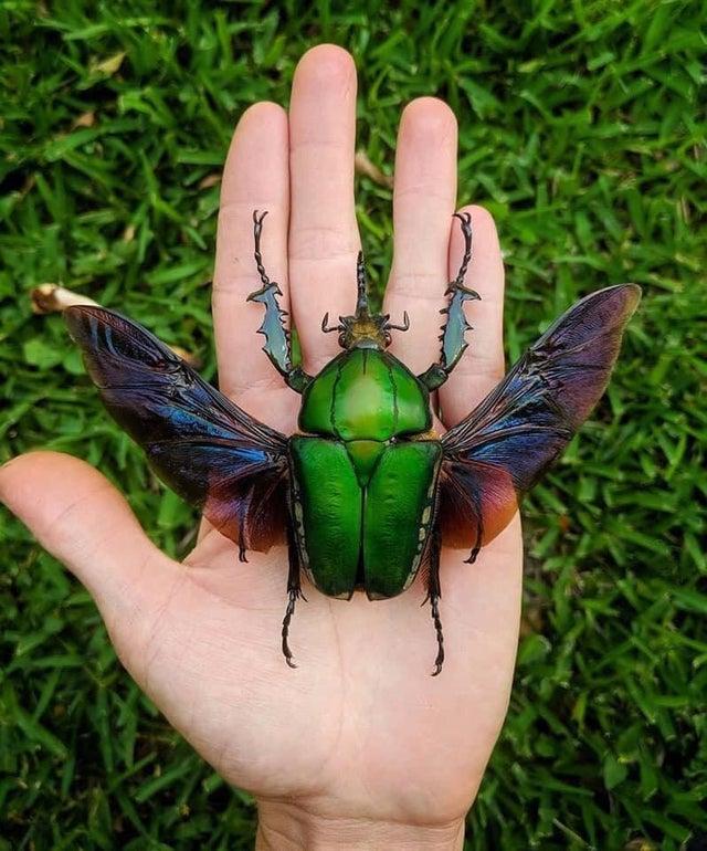 Mecynorhina torquata ir... Autors: Zibenzellis69 15 neparasti kukaiņi, kurus daba radījusi ar īpašu entuziasmu