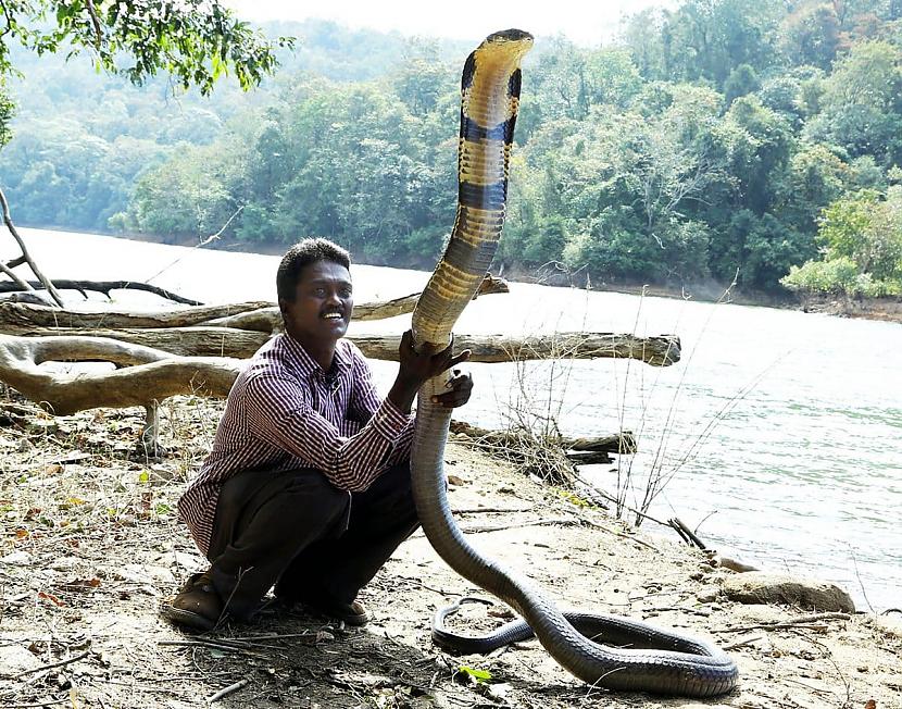 Karaliskā kobra un bezbailīgs... Autors: Zibenzellis69 19 neparasti gadījumi, kad daba cilvēkiem parādīja savu vareno un biedējošo pusi