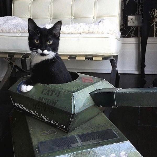  Autors: matilde Galerija: «Kas tankā? Kaķis tankā!»
