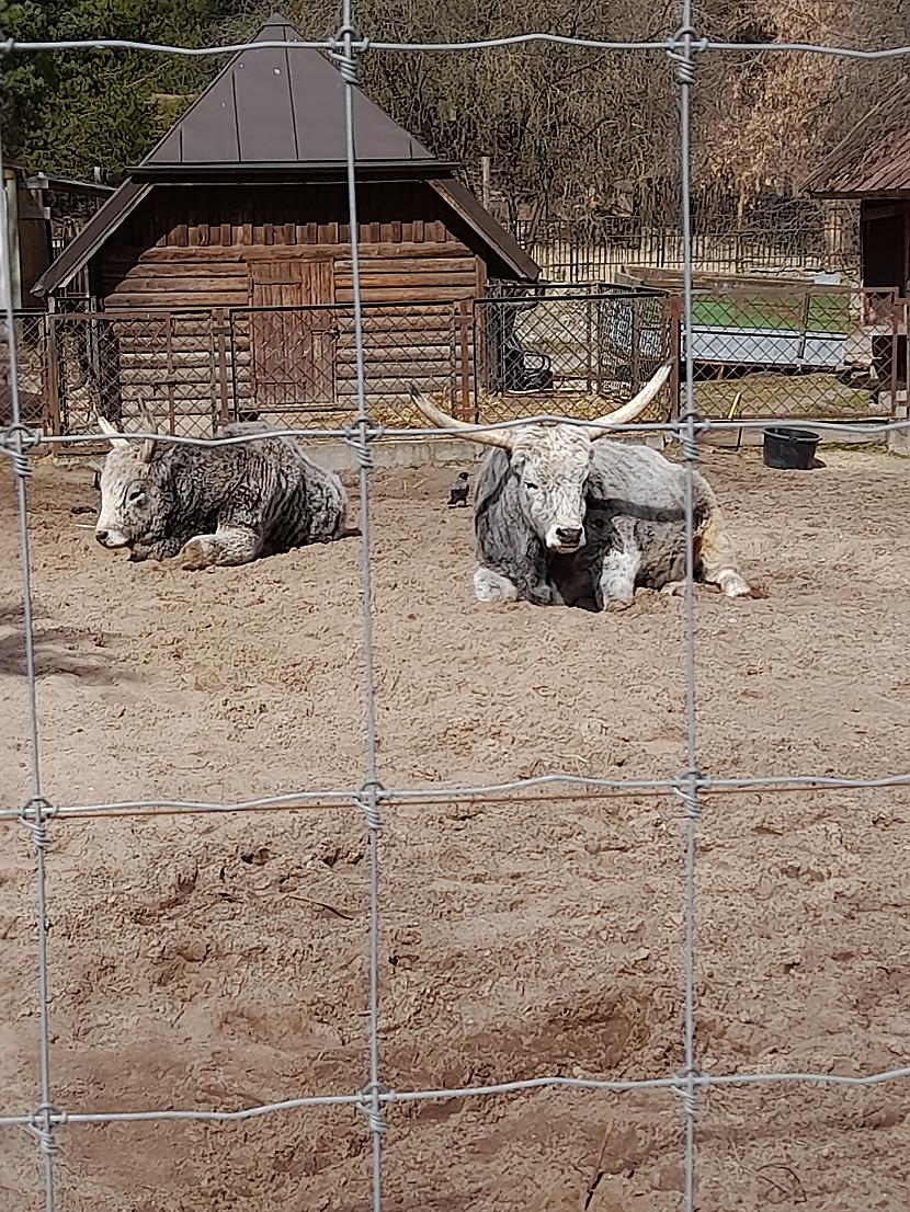 Ungārijas stepju govis Autors: Drakonvīrs Pastaiga Rīgas Zoodārzā mainīgos laika apstākļos