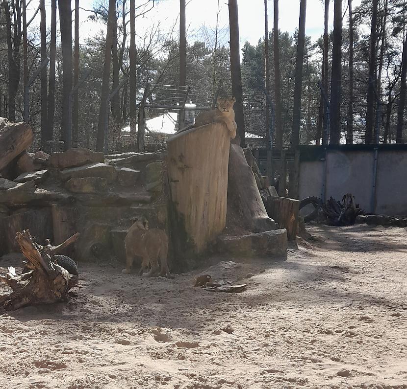 Jau lieli un bez uzraudzības... Autors: Drakonvīrs Rīgas Zoodārza lauvēni