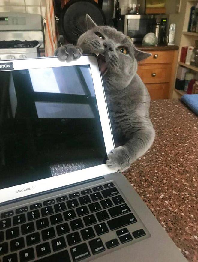  Autors: Zibenzellis69 Ja tu sāc strādāt ar datoru, tad noteikti tev sāks traucēts tavs kaķis