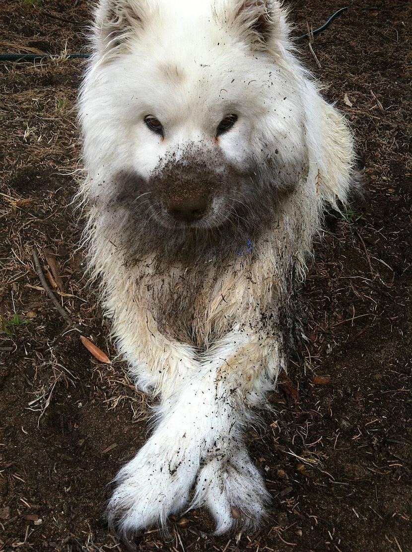 Es tikko nomazgāju suni... Autors: Zibenzellis69 Pastaiga ar suni var būt  īsts piedzīvojums,īpaši pēc nesenās lietusgāzes