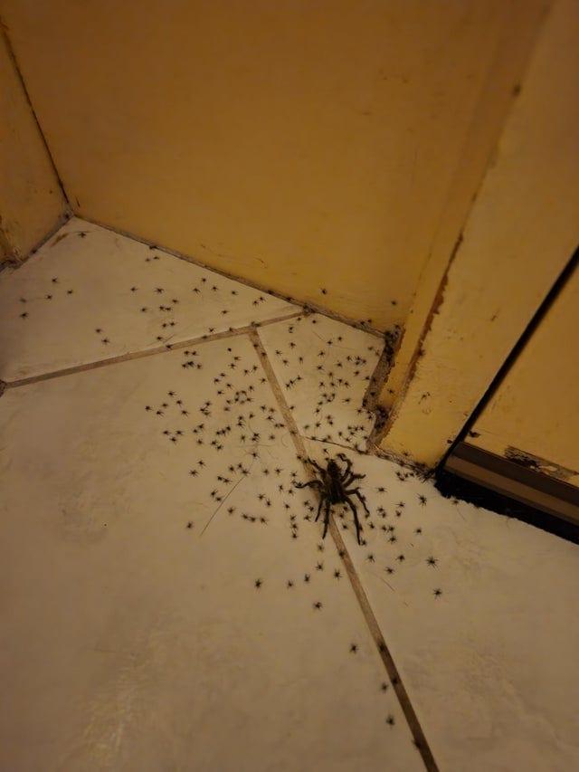 Kad jūs apsmidzināt zirnekli... Autors: Zibenzellis69 13 situācijas, kuru varoņi varētu sevi saukt par neveiksmju čempioniem