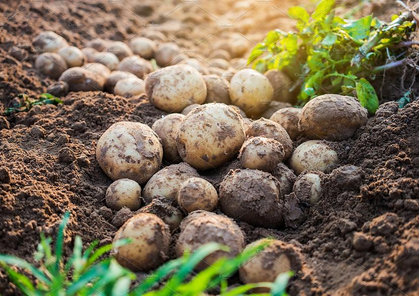Sēklas atlasīscaronanaVēlams... Autors: Zibenzellis69 Kā no viena krūma iegūt līdz pat 15 kg kartupeļu: pieredzējušu audzētā padoms