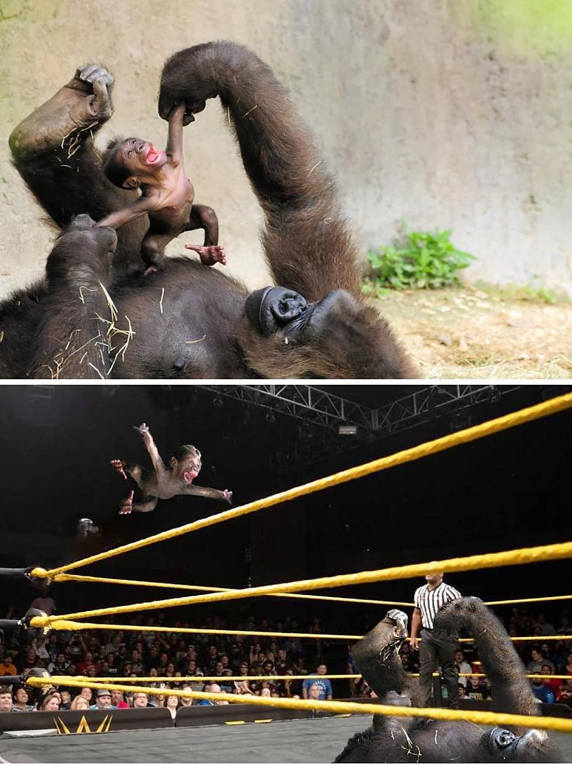 Gorilla ar mazuli Autors: Zibenzellis69 17 fotogrāfijas, kas piedalījās fotošopa cīņās un ir reāli smieklīgas