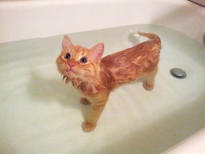 Pirmo reizi vannā Autors: Zibenzellis69 17 kaķi, kuri pēkšņi ''salūza'' un iemīlēja ūdens procedūras
