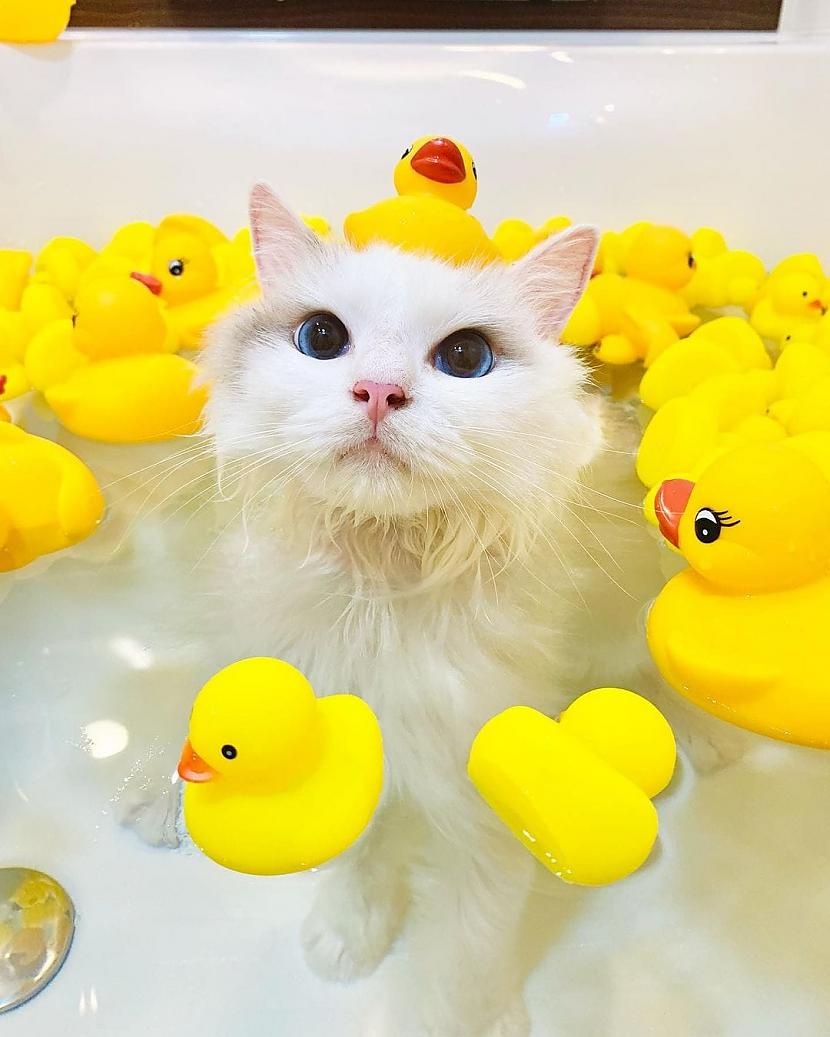 Kuram gan nepatiktu iet vannā... Autors: Zibenzellis69 17 kaķi, kuri pēkšņi ''salūza'' un iemīlēja ūdens procedūras