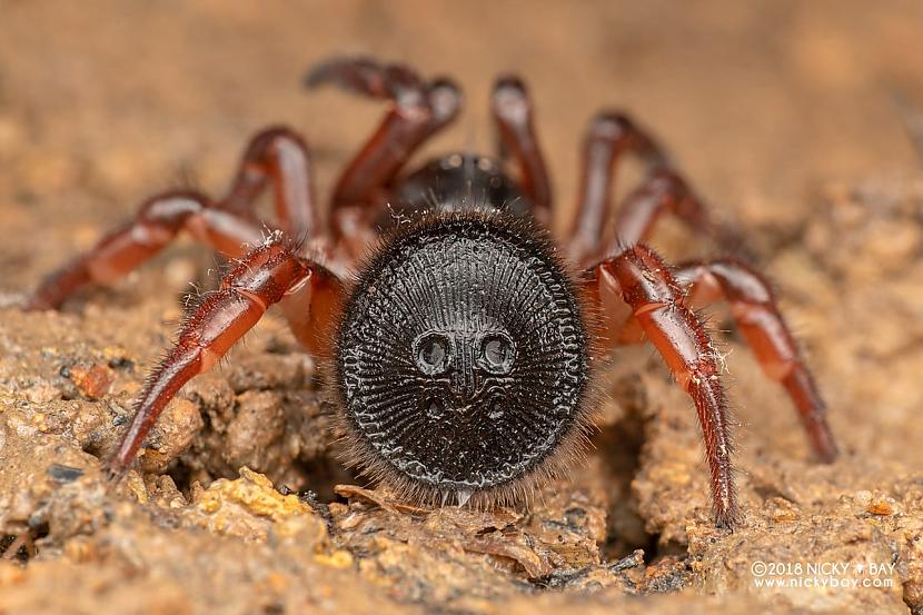 Ciklokosmija  zirnekļi ar... Autors: Zibenzellis69 Fotogrāfijas ar dzīvniekiem, kuru izskats jūs varbūt varētu pārsteigt