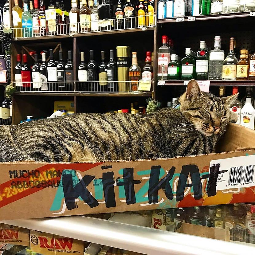 Pats labākais KitKat Autors: Zibenzellis69 25 smieklīgas situācijas, kad kaķi atrasti tur, kur tie nemaz nebija gaidīti