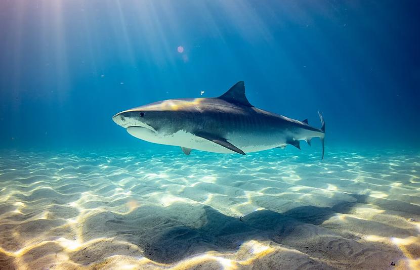 Haizivis uz Zemes ir ilgāk... Autors: The Diāna 15 fakti, kuri var šķist nereāli, bet ir patiesi