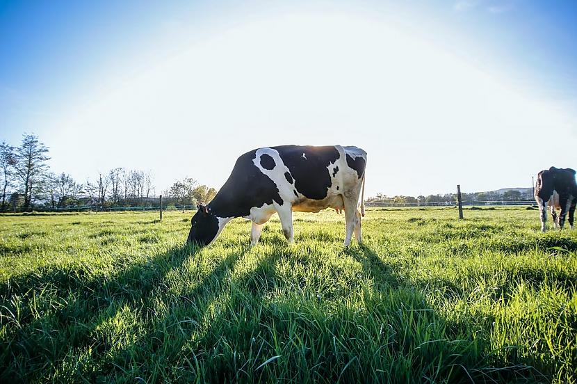 Govis katru gadu nogalina... Autors: The Diāna 15 fakti, kuri var šķist nereāli, bet ir patiesi