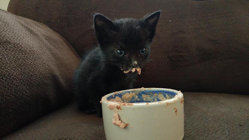  Autors: Zibenzellis69 Varbūt neticēsi, bet daži kaķi ir ārkārtīgi nekārtīgi ēdāji - ienāc apskaties