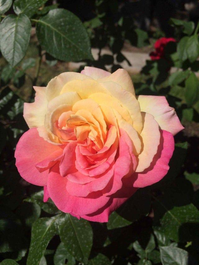 Skaista divkrāsu roze dārzā Autors: Zibenzellis69 17 dīvaini gadījumi, kad cilvēki izaudzēja kaut ko tādu, kas viņus pārsteidza