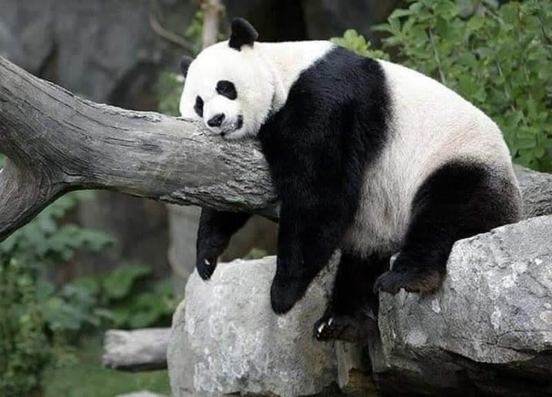 Panda Autors: Zibenzellis69 17 grūsnu dzīvnieku fotogrāfijas, kuru vēderi ir uzjautrinoši, gan aizkustinoši