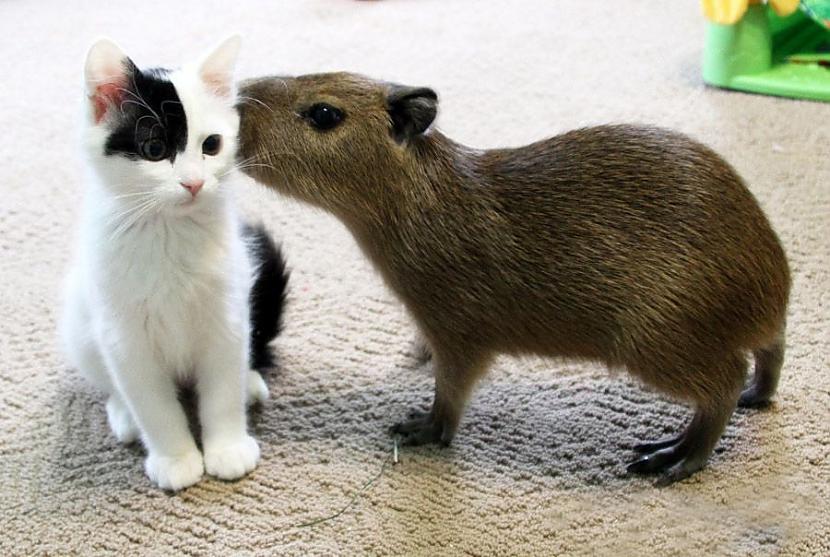 Kapibaras mazulis satiek... Autors: Zibenzellis69 20 gadījumi, kad dzīvnieki labus atrada draugus, kas viņiem nemaz nav līdzīgi