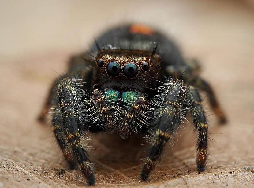 Mans mājas zirneklis Autors: Zibenzellis69 Foto: Interneta lietotāji dalījās ar saviem neparastajiem mājdzīvniekiem