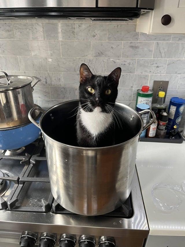 Uz īsu brīdi pametu virtuvi  Autors: Zibenzellis69 16 smieklīgas situācijas, kad kaķi atrasti tur, kur tie nemaz nebija gaidīti
