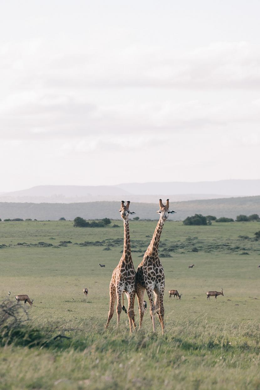 Scaronīs žirafītes ir... Autors: Brūnā panda Sakrājās bildes.