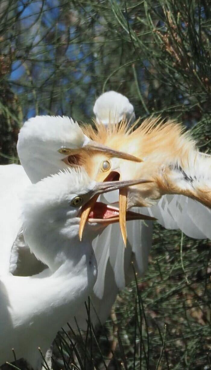 Huligāni grib atņemt redzi Autors: Zibenzellis69 Dīvaini, smieklīgi un ekscentriski putni bildēs (35 fotogrāfijas)