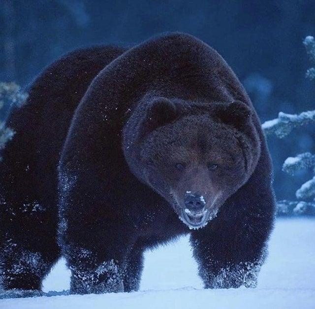 Milzīgs grizli lācis Autors: Zibenzellis69 18 elpu aizraujoši kadri, kas pierāda, ko nozīmē mātes dabas varenība un spēks