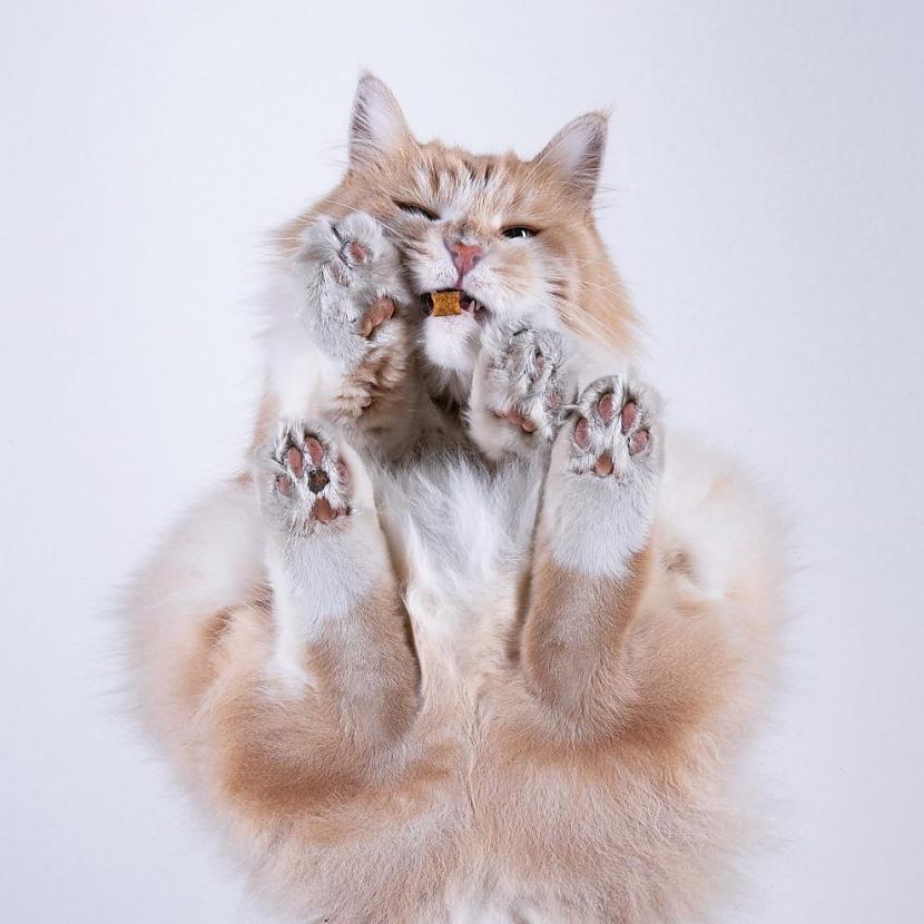  Autors: Zibenzellis69 Brīnišķīga gelerija: Katogrāfs Nils Jacobi iemūžina interesantus kaķu portretus