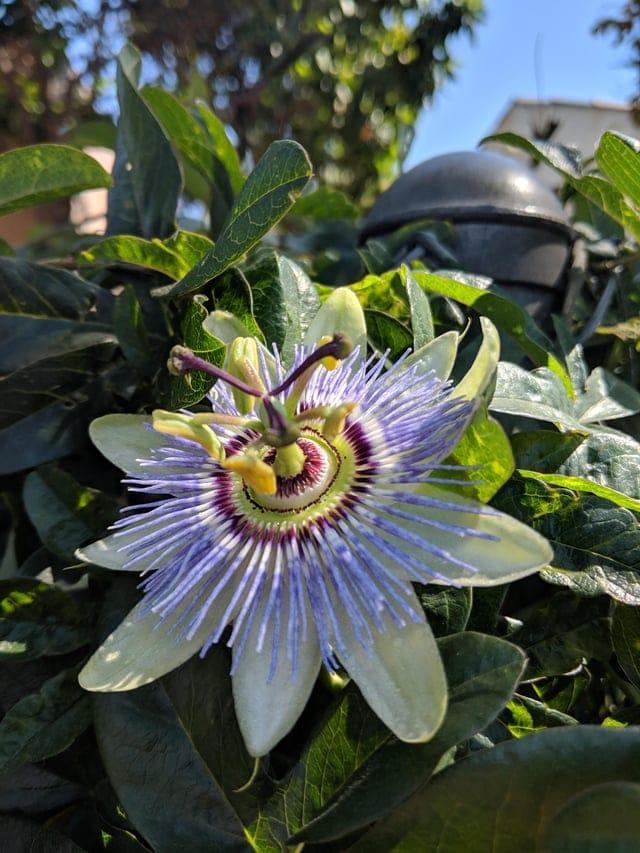 Kaislības zieds izskatās kā... Autors: Zibenzellis69 Neparasti augi no visas pasaules, kuru izcilās īpašības piesaistīs tavu uzmanību