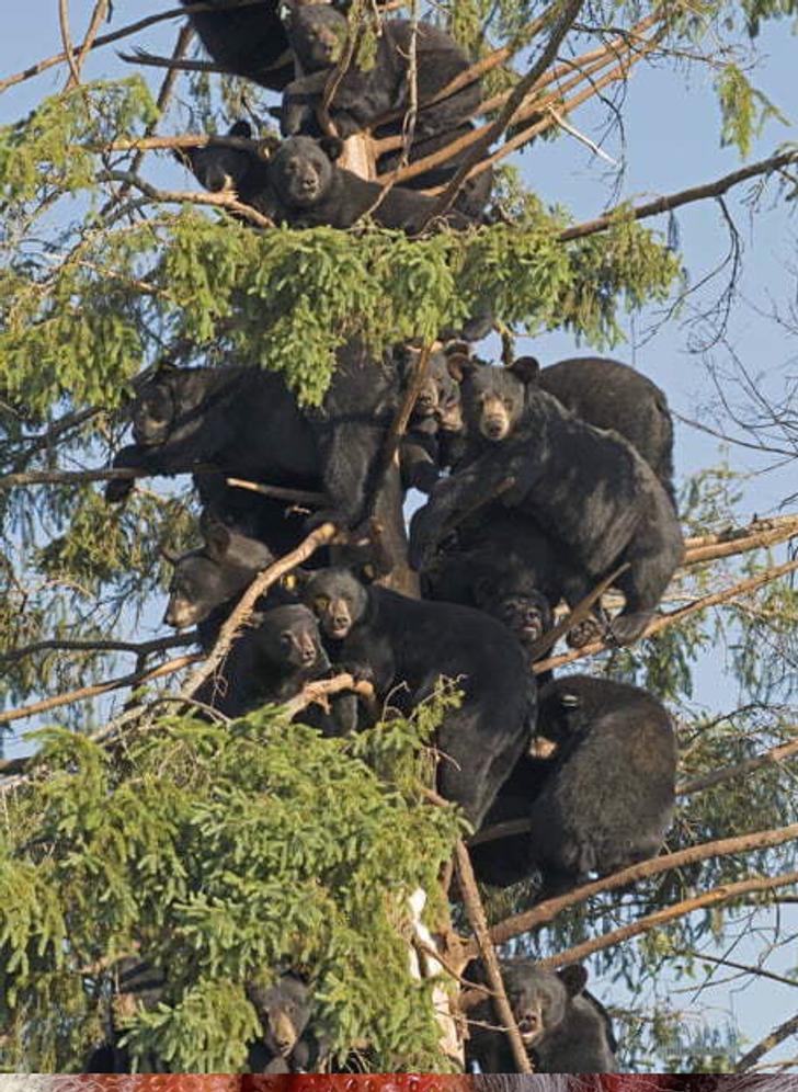 Vai lāči var kāpt kokos Kāpēc... Autors: Lestets 20 dabas mātes sagādāti pārsteigumi