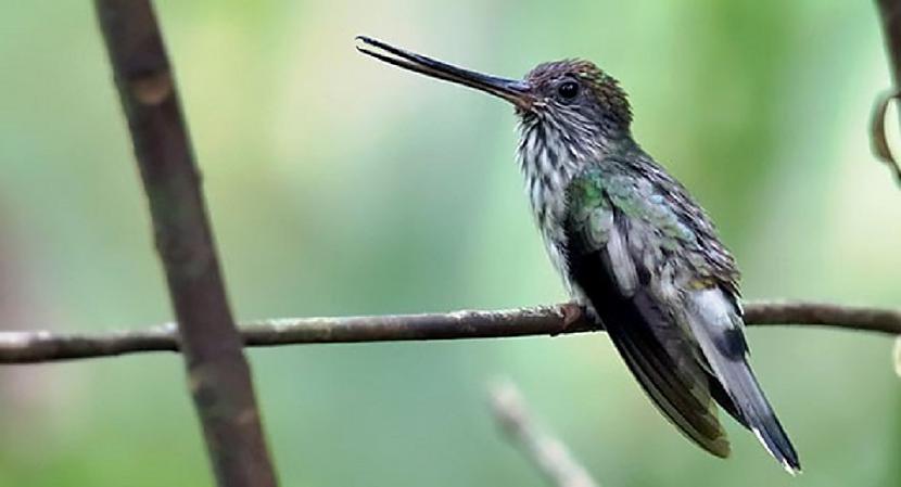 Kolibri ir mīļi putniņi... Autors: Lestets 15 interesanti fakti par dzīvniekiem, kas tevi var pārsteigt