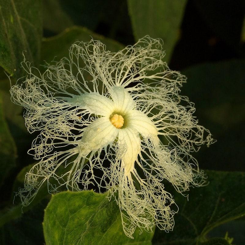 Trichosanthes... Autors: Zibenzellis69 10 neticami augi, kas pierādīs, ka dabai joprojām ir ar ko pārsteigt cilvēkus