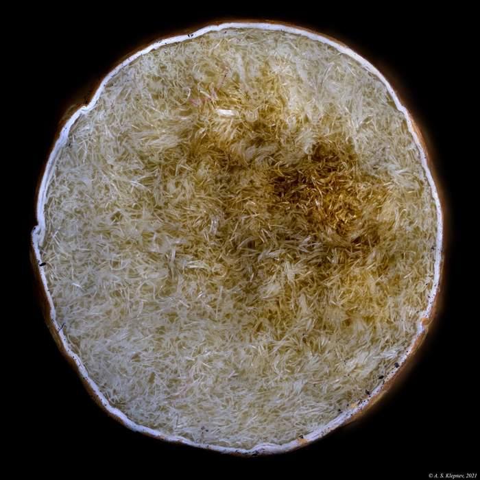 Cigarescaronu filtrs Autors: Zibenzellis69 Objekti, kurus cilvēki nolēma izpētīt mikroskopā un atklāja pārsteidzošu pasauli