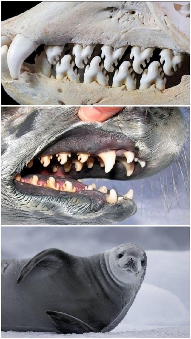 Krabjus ēdoscaronajiem roņiem... Autors: Zibenzellis69 Nedaudz baisi: dzīvnieki,kuriem ir visdīvainākie, bīstamāki un šokējošākie zobi.
