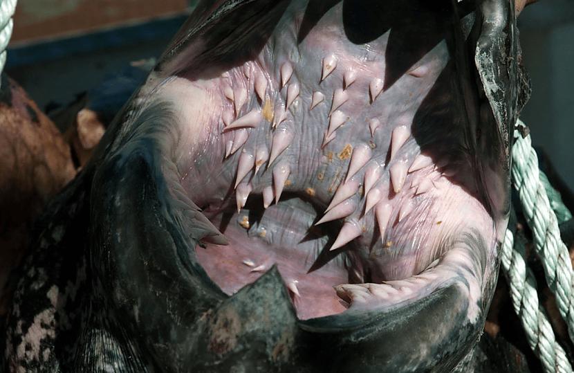 Ādainā bruņurupuča zobi... Autors: Zibenzellis69 Nedaudz baisi: dzīvnieki,kuriem ir visdīvainākie, bīstamāki un šokējošākie zobi.
