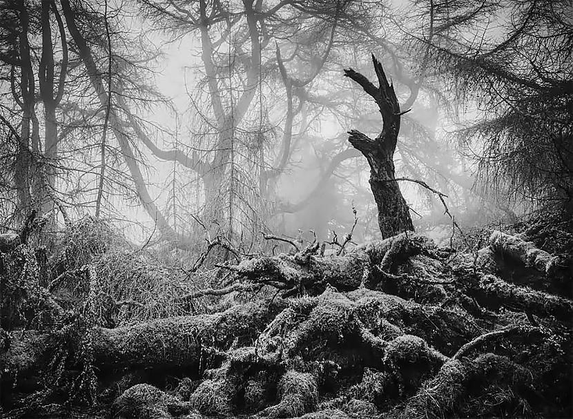 Melnbalts Uzvarētājs ndash... Autors: Zibenzellis69 Britu Wildlife Photography Awards 2023 — iespaidīgas uzvarējušās fotogrāfijas