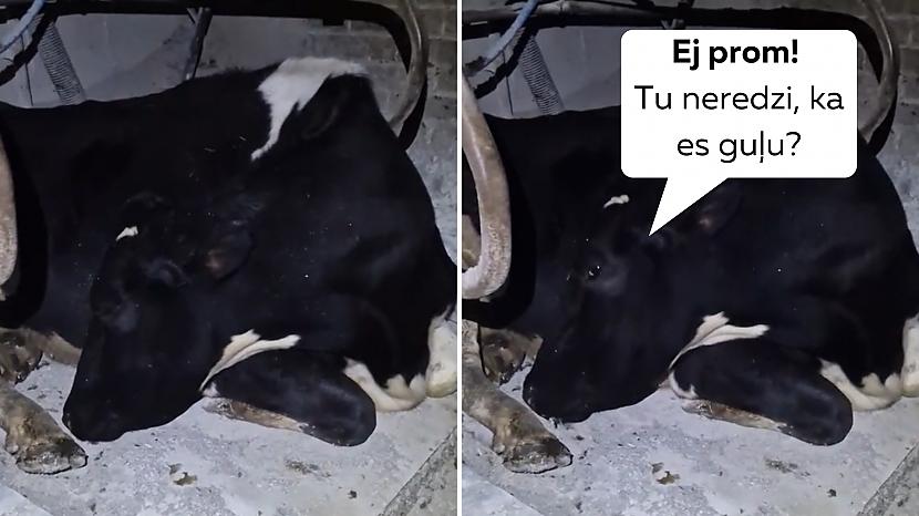 Par iespējams slavenāko govi... Autors: matilde VIDEO ⟩ Stūrgalvīga govs izliekas, ka guļ, lai nebūtu jādodas uz slaukšanu