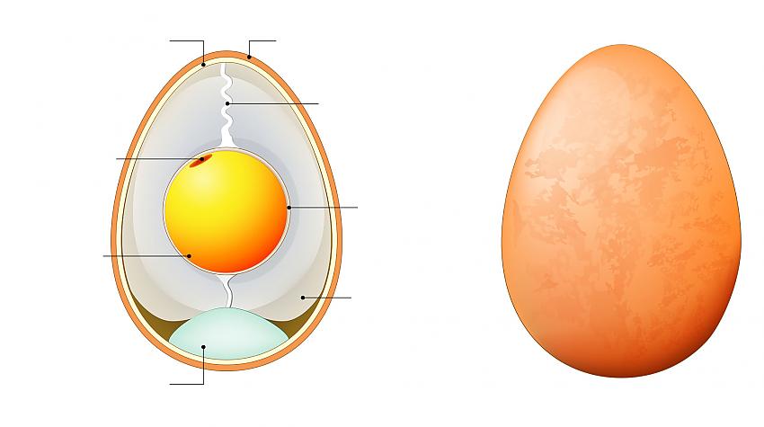 Tests: Cik labi tu zini olas uzbūvi?