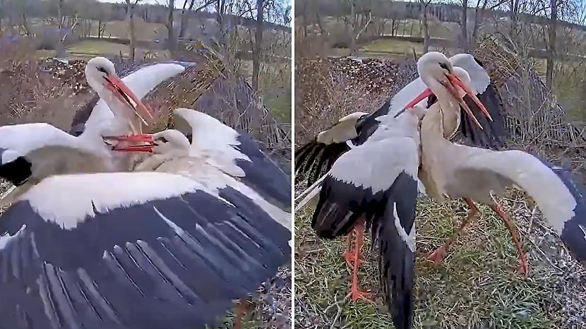 Lieldienās balto stārķu ligzdā... Autors: matilde VIDEO ⟩ Balto stārķu ligzdā izcēlies pamatīgs kautiņš