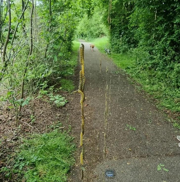 Kā jums ar nelielu kāpuru... Autors: Lestets 20 iztēli stimulējošas fotogrāfijas, kas ir nedaudz maldinošas