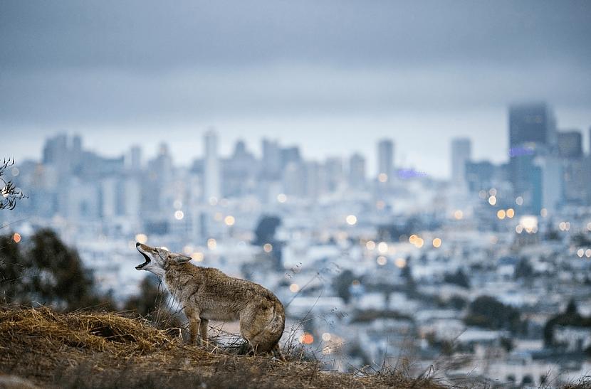 Koijots no Sanfrancisko Autors: Zibenzellis69 15 amerikāņu fotogrāfa darbi, kas parāda savvaļas dzīvniekus un pilsētvidi