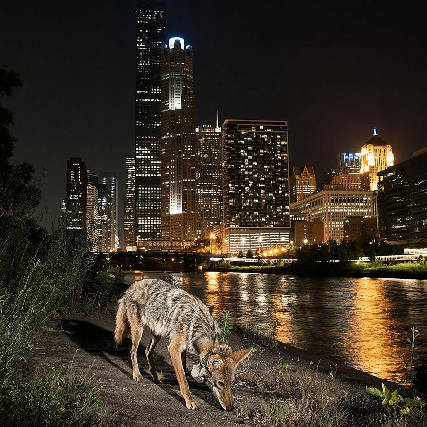 Koijots Čikāgas debesskrāpju... Autors: Zibenzellis69 15 amerikāņu fotogrāfa darbi, kas parāda savvaļas dzīvniekus un pilsētvidi